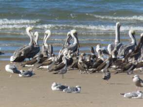 Brown Pelican, Blue-footed Booby and Gulls