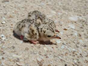 Least Tern chicks