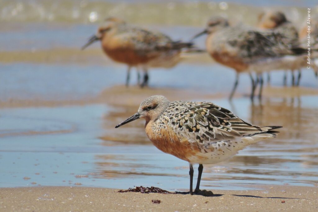 Empower Women to Save the Red Knot in Mexico