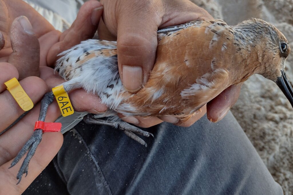 Empower Women to Save the Red Knot in Mexico