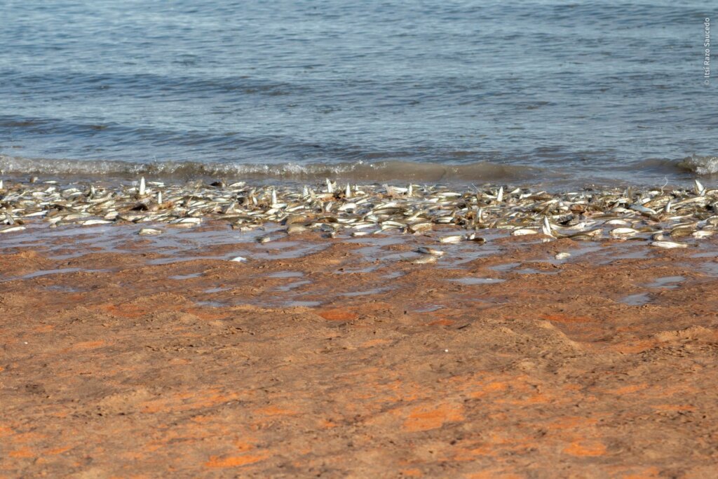 Empower Women to Save the Red Knot in Mexico