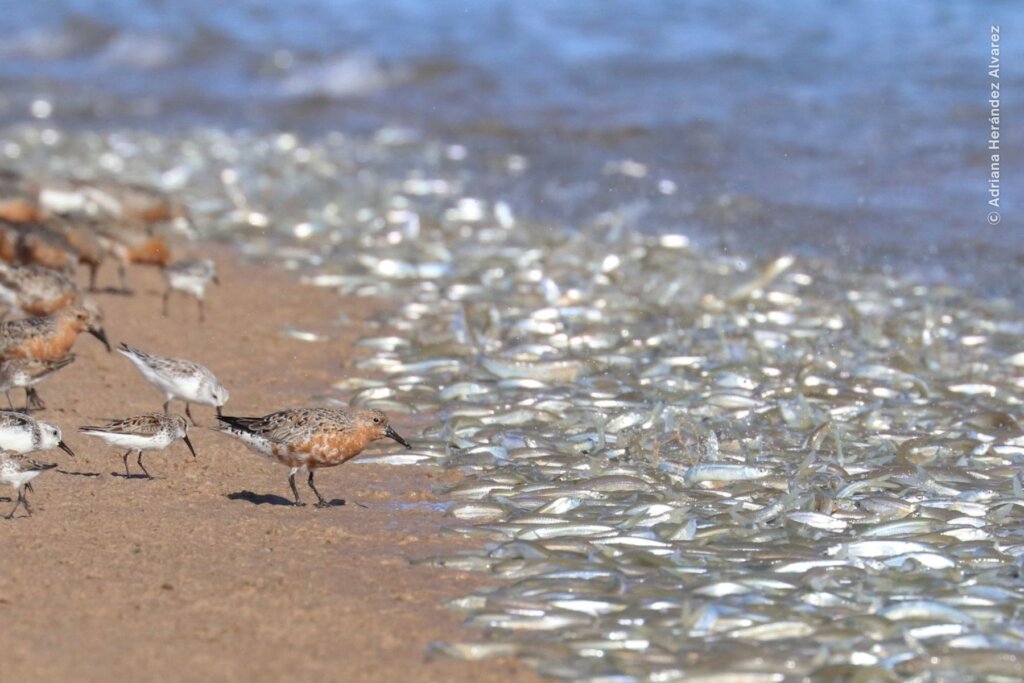 Empower Women to Save the Red Knot in Mexico