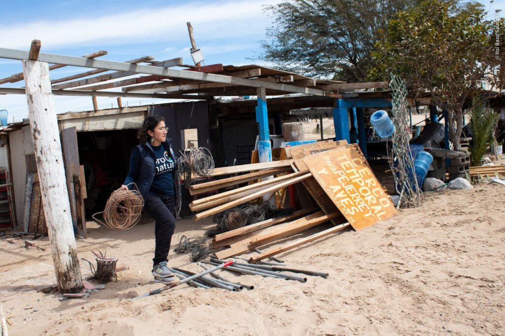 Empower Women to Save the Red Knot in Mexico