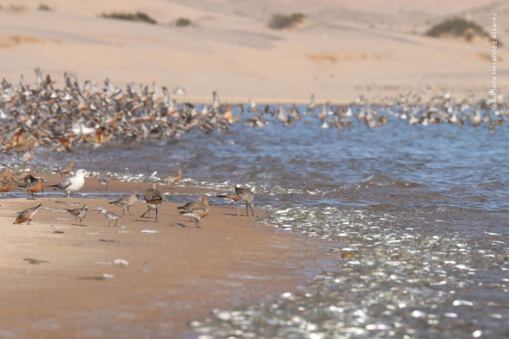 Empower Women to Save the Red Knot in Mexico