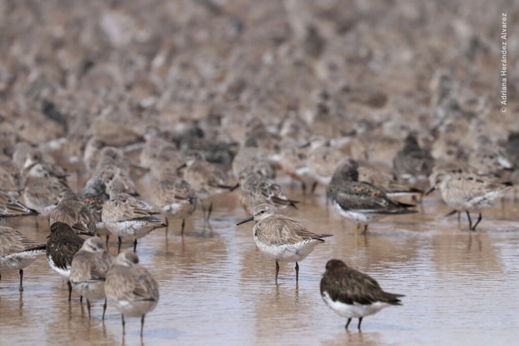 Empower Women to Save the Red Knot in Mexico