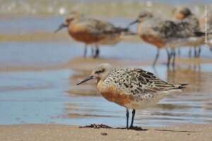 Red Knot