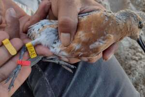 Tagging a Red Knot