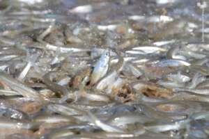 Gulf Grunion Spawning