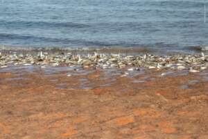 Gulf Grunion Spawning