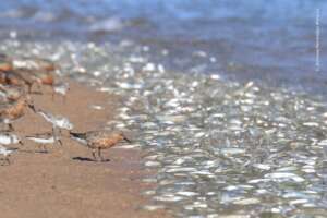 Red Knot & Gulf Grunion