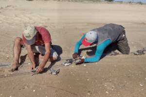Capturing shorebirds for monitoring