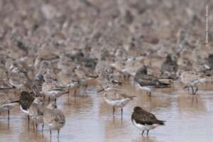 Red Knots