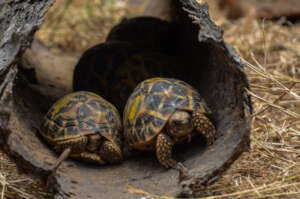 Seized star tortoise