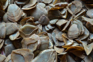 Pangolin scales seized in an enforcement operation