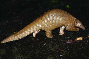 Pangolin: the world's most trafficked mammal
