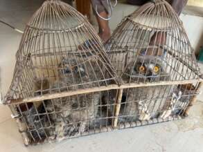 Rescued Indian Eagle Owl Fledglings