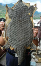 Pangolin skin seized in an enforcement operation