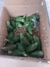 Seized parakeets