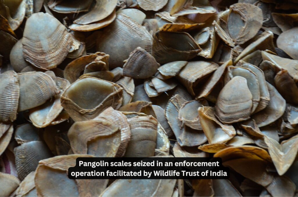 Save Indian Wildlife from Poaching & Illegal Trade