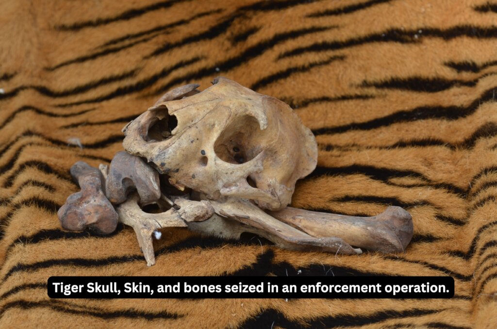 Save Indian Wildlife from Poaching & Illegal Trade