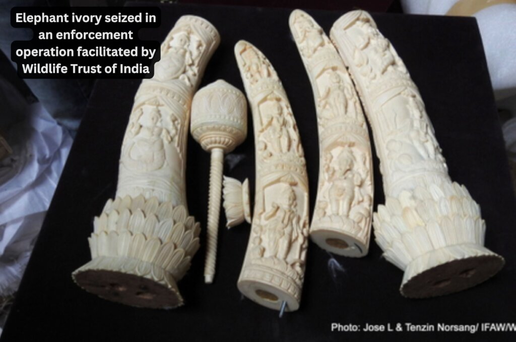 Save Indian Wildlife from Poaching & Illegal Trade