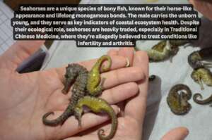 Sea Horse confiscated in an enforcement operation