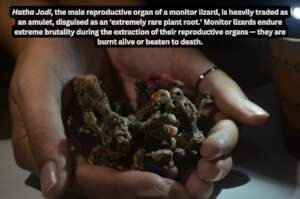 Private parts of monitor lizards brutally poached