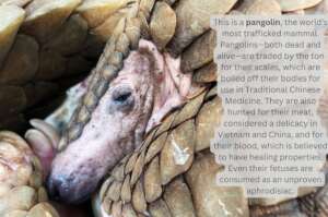 Pangolin, world's most heavily trafficked mammal