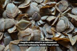 Pangolin scales seized in an enforcement operation