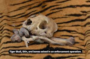 Tiger skull, skin, and bones seized