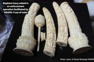 Seized elephant ivory
