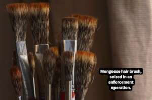 Seized mongoose hair brush