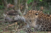 Save Indian Wildlife from Poaching & Illegal Trade