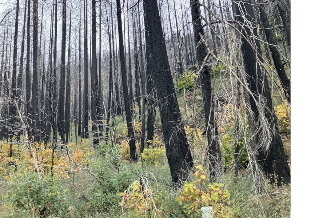 Resilience: Monument Wildfire Recovery Project