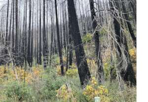 Dead Trees