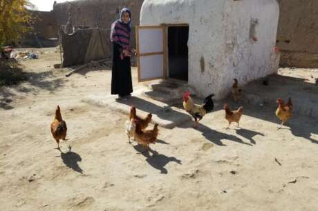 Nourish & Empower: Afghan Women's Poultry Pathway