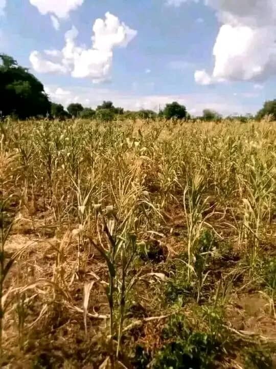 Drought Emergency in Malawi: Urgent Appeal