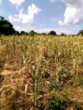 Drying Maize crop due to drought