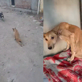 A paralyzed dog from the APF shelter