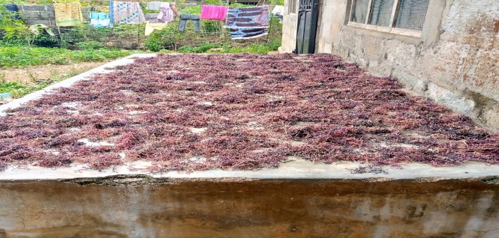 Drying of sea weed products at Jongowe village