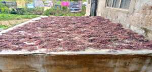 Drying of sea weed products at Jongowe village