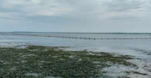 Sea Weed Farm