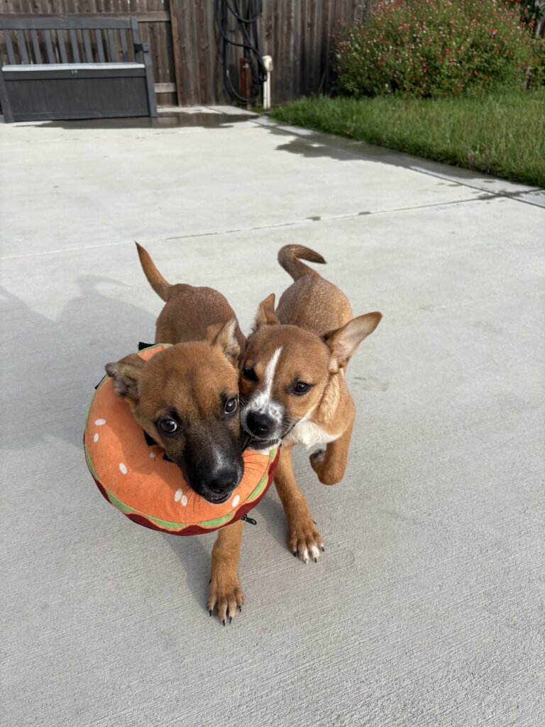 Aero & Miss Daphne Playing