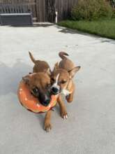 Aero & Miss Daphne Playing