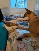 Phoenix in foster care playing with Aero