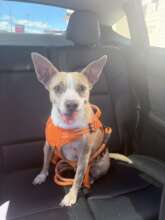 Sissy - member of our Paws for Veterans program