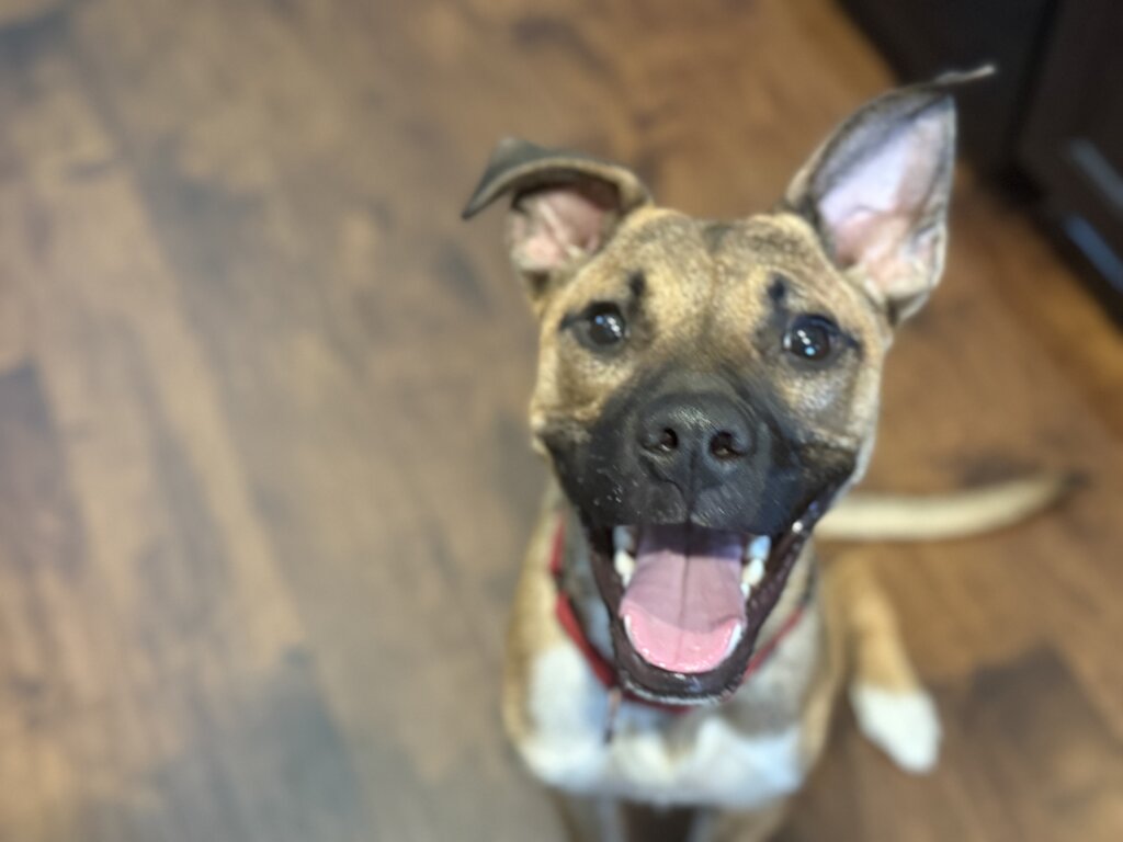 Give Central Valley Dogs a Second Chance