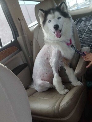 Give Central Valley Dogs a Second Chance