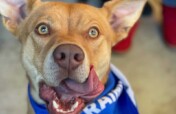 Give Central Valley Dogs a Second Chance