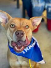 Give Central Valley Dogs a Second Chance